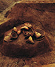 FileNo.000-026.jpg