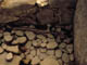 FileNo.006-017.jpg