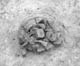 FileNo.010-047.jpg