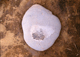 FileNo.015-S21.jpg