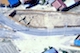 FileNo.017-S021.jpg