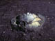 FileNo.021-065.jpg