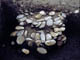 FileNo.021-109.jpg