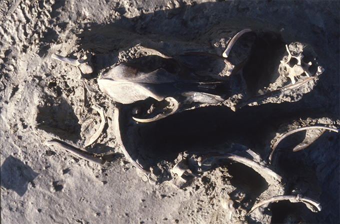 FileNo.S028-029.jpg
