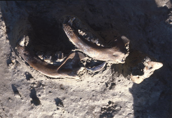 FileNo.S028-030.jpg
