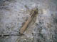 FileNo.029-065.jpg