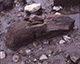 FileNo.S029-011.jpg