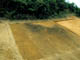 FileNo.036-007.jpg