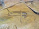 FileNo.036-021.jpg
