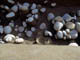 FileNo.038-035.jpg