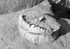 FileNo.043a-S001.jpg