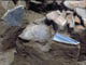 FileNo.052-006.jpg