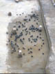 FileNo.053-054.jpg