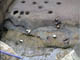 FileNo.055c-011.jpg