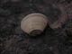 FileNo.067-045.jpg