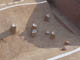 FileNo.068-013.jpg