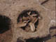 FileNo.069-019.jpg