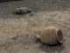 FileNo.072-021.jpg