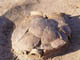 FileNo.072-022.jpg