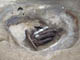 FileNo.072-051.jpg