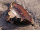 FileNo.072-061.jpg