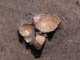 FileNo.073-014.jpg