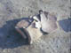 FileNo.076-010.jpg
