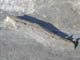 FileNo.079-037.jpg
