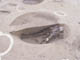 FileNo.079-115.jpg