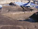 FileNo.083-012.jpg