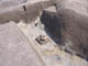 FileNo.083-031.jpg
