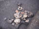 FileNo.083-073.jpg