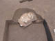 FileNo.083-084.jpg