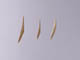 FileNo.083-543.jpg