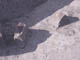 FileNo.088-036.jpg