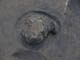 FileNo.091-008.jpg