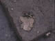 FileNo.095-027.jpg