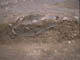 FileNo.095-029.jpg