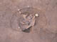 FileNo.095-038.jpg