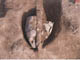 FileNo.095-047.jpg