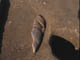 FileNo.095-073.jpg
