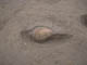 FileNo.096-045.jpg
