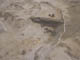 FileNo.098-009.jpg