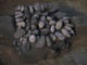 FileNo.098-082.jpg