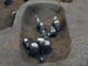 FileNo.108-041.jpg