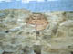 FileNo.109-036.jpg