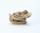 FileNo.109-1732.jpg
