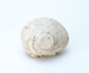 FileNo.109-363.jpg