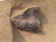 FileNo.110-008.jpg