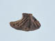 FileNo.110-066.jpg